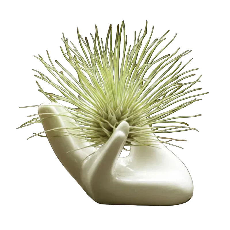 Porzellan-Dekovase für Luftpflanzen – Weißer Tillandsia-Halter für Schreibtisch, Wohnzimmer oder Garten