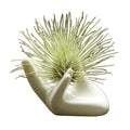 Porzellan-Dekovase für Luftpflanzen – Weißer Tillandsia-Halter für Schreibtisch, Wohnzimmer oder Garten